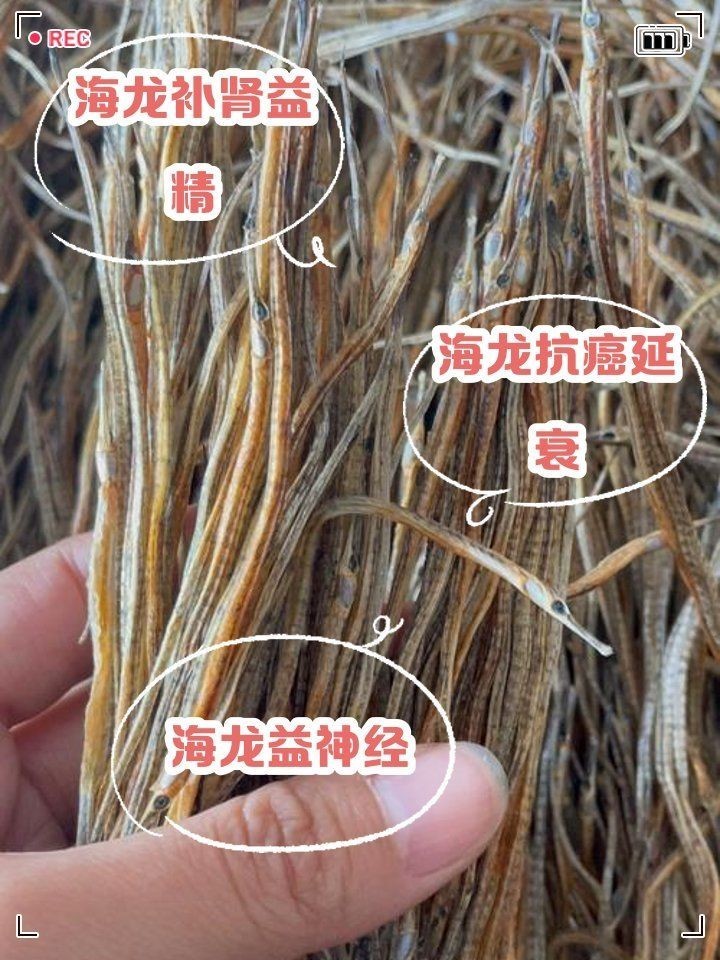 海龍魚：布*《海龍魚》海龍魚的生存狀態反映了近海環境的健康狀況
