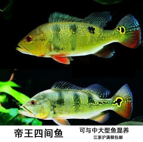 皇冠三間和帝王三間圖片對比：皇冠三間與帝王三間兩種觀賞魚的圖片對比分析對比分析