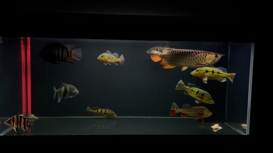 皇冠三間和帝王三間圖片對比：皇冠三間與帝王三間兩種觀賞魚的圖片對比分析對比分析