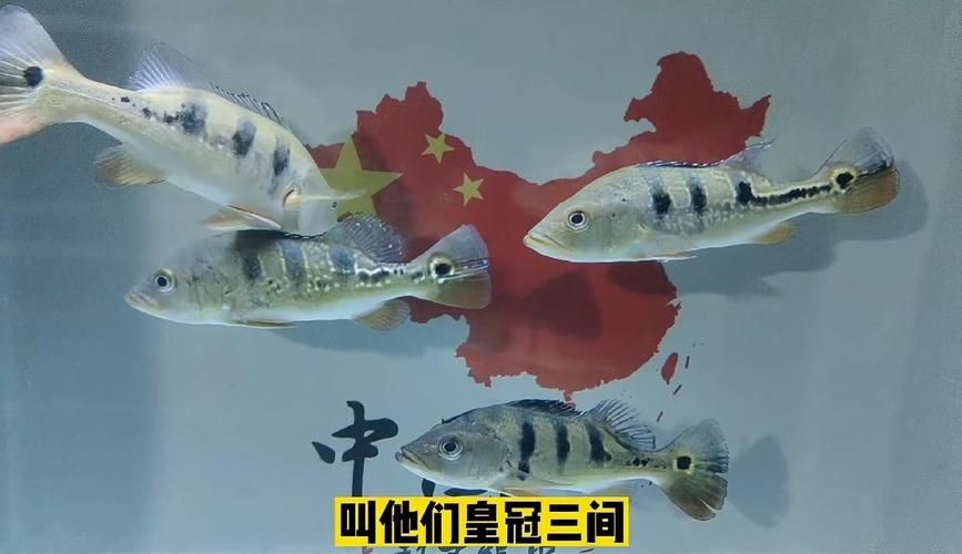 皇冠三間和帝王三間圖片對比：皇冠三間與帝王三間兩種觀賞魚的圖片對比分析對比分析