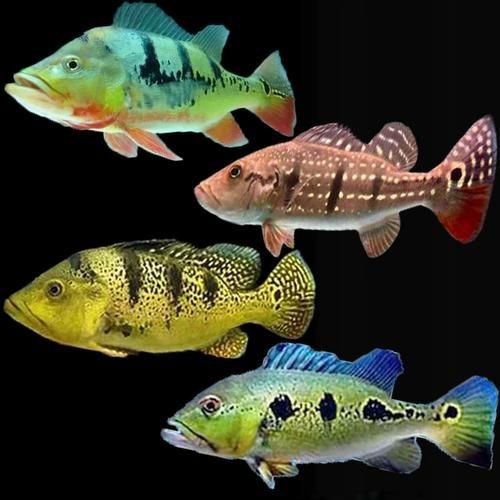 皇冠三間和帝王三間圖片對比：皇冠三間與帝王三間兩種觀賞魚的圖片對比分析對比分析