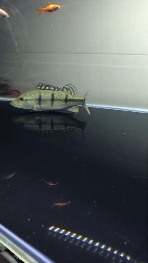 皇冠三間和帝王三間圖片對比：皇冠三間與帝王三間兩種觀賞魚的圖片對比分析對比分析