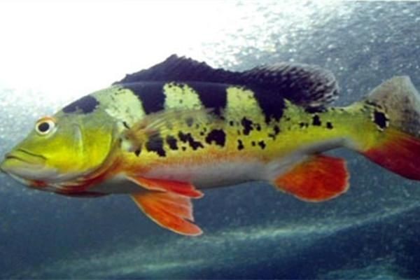 皇冠三間和帝王三間圖片對比：皇冠三間與帝王三間兩種觀賞魚的圖片對比分析對比分析