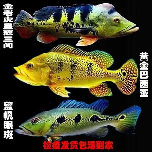 皇冠三間和帝王三間圖片對比：皇冠三間與帝王三間兩種觀賞魚的圖片對比分析對比分析