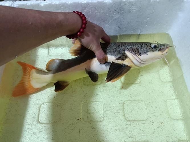 金貓魚圖片大全大圖：《金貓魚圖片大全大圖》