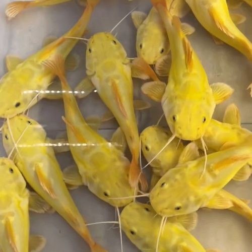 金貓魚圖片大全大圖：《金貓魚圖片大全大圖》