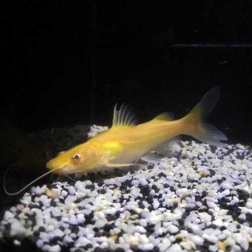 金貓魚圖片大全大圖：《金貓魚圖片大全大圖》