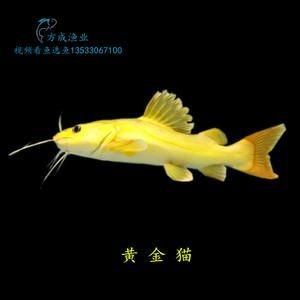 金貓魚圖片大全大圖：《金貓魚圖片大全大圖》