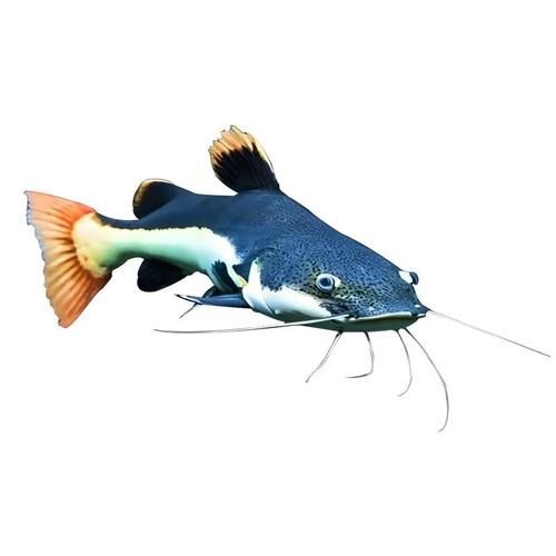 金貓魚圖片大全大圖：《金貓魚圖片大全大圖》