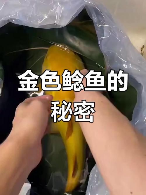 金貓魚圖片大全大圖：《金貓魚圖片大全大圖》