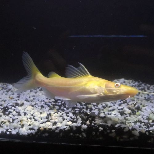 金貓魚圖片大全大圖：《金貓魚圖片大全大圖》