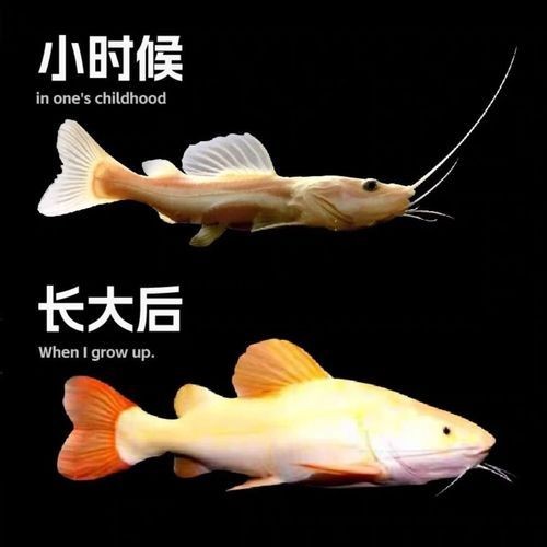 金貓魚圖片大全大圖：《金貓魚圖片大全大圖》