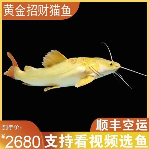 金貓魚圖片大全大圖：《金貓魚圖片大全大圖》