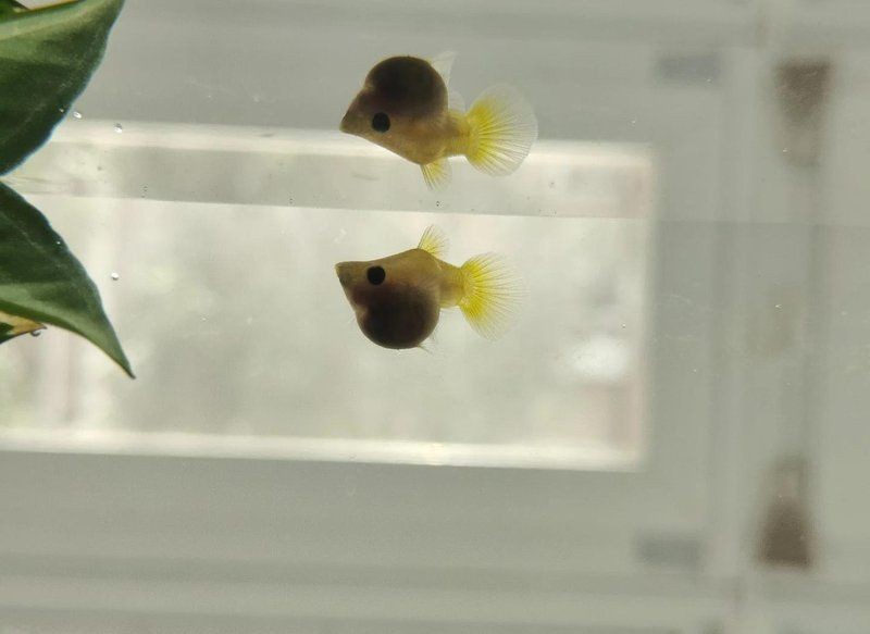 金貓魚圖片大全大圖：《金貓魚圖片大全大圖》