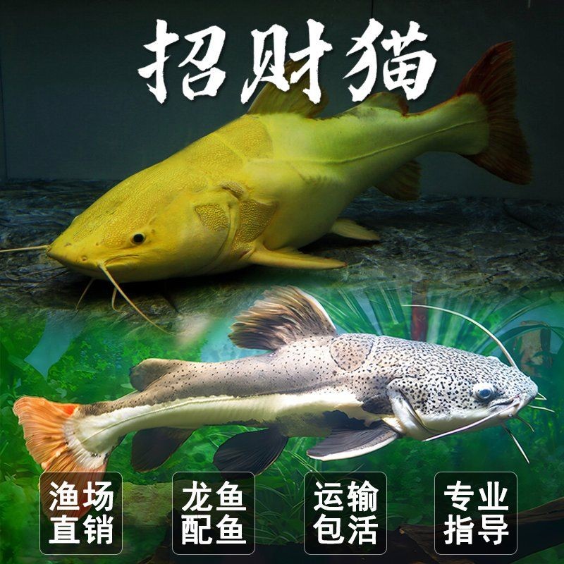 金貓魚圖片大全大圖：《金貓魚圖片大全大圖》