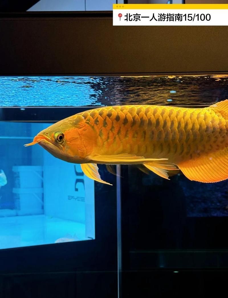 朝陽魚缸批發市場：北京朝陽魚缸批發市場