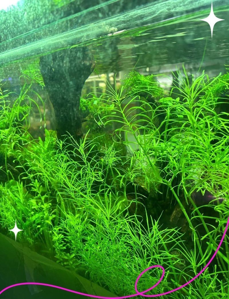 朝陽魚缸批發市場：北京朝陽魚缸批發市場