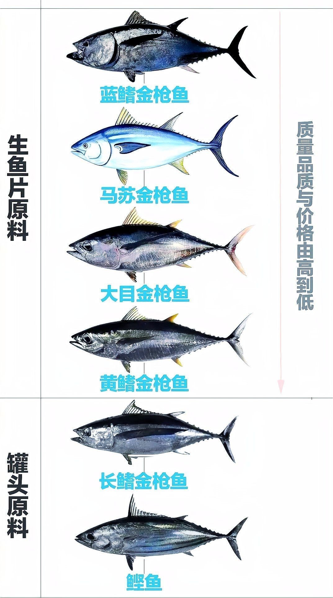金槍魚藍鰭和黃鰭哪個貴:藍鰭金槍魚與黃鰭金槍魚市場需求差異及市場需求差異 龍魚百科 第6張 金槍魚藍鰭和黃鰭哪個貴:藍鰭金槍魚與黃鰭金槍魚市場需求差異及市場需求差異 金槍魚藍鰭和黃鰭哪個貴:藍鰭金槍魚與黃鰭金槍魚市場需求差異及市場需求差異 龍魚百科 第6張