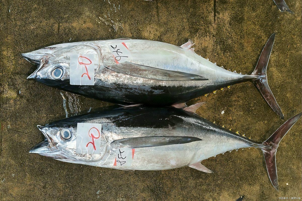金槍魚藍鰭和黃鰭哪個貴:藍鰭金槍魚與黃鰭金槍魚市場需求差異及市場需求差異 龍魚百科 第4張 金槍魚藍鰭和黃鰭哪個貴:藍鰭金槍魚與黃鰭金槍魚市場需求差異及市場需求差異 金槍魚藍鰭和黃鰭哪個貴:藍鰭金槍魚與黃鰭金槍魚市場需求差異及市場需求差異 龍魚百科 第4張