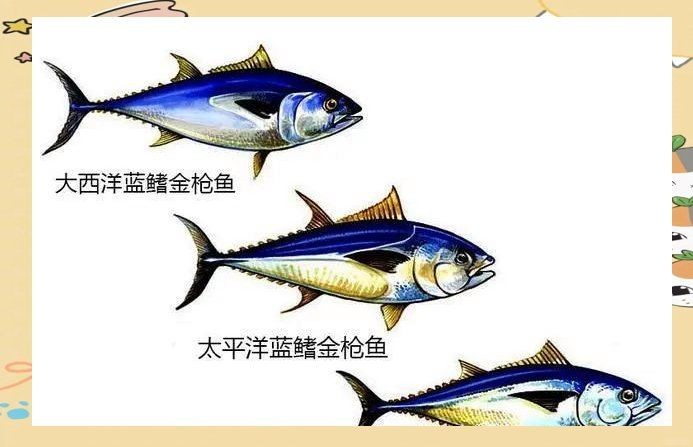 金槍魚藍鰭和黃鰭哪個貴:藍鰭金槍魚與黃鰭金槍魚市場需求差異及市場需求差異 龍魚百科 第10張 金槍魚藍鰭和黃鰭哪個貴:藍鰭金槍魚與黃鰭金槍魚市場需求差異及市場需求差異 金槍魚藍鰭和黃鰭哪個貴:藍鰭金槍魚與黃鰭金槍魚市場需求差異及市場需求差異 龍魚百科 第10張