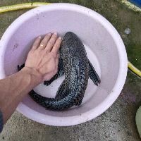 國(guó)產(chǎn)魚(yú)糧十大排名：2018國(guó)產(chǎn)魚(yú)糧十大排名榜單