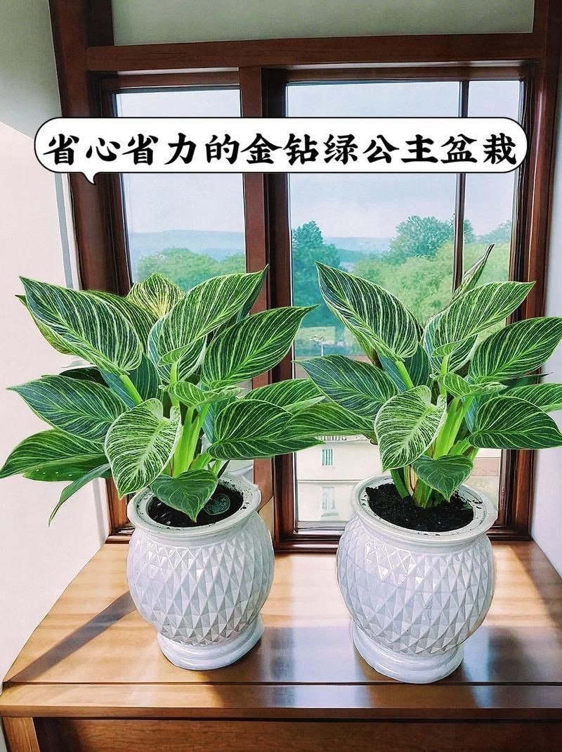 金鉆圖片大全：*《金鉆圖片大全》*海量高清視覺素材