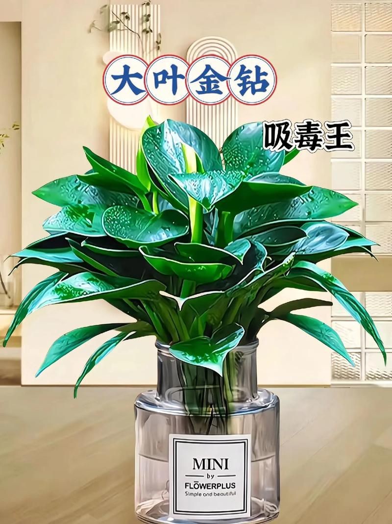 金鉆圖片大全：*《金鉆圖片大全》*海量高清視覺素材
