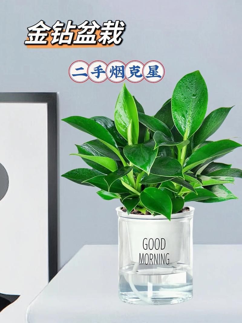 金鉆圖片大全：*《金鉆圖片大全》*海量高清視覺素材