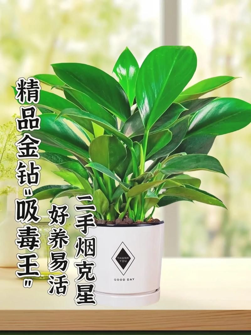 金鉆圖片大全：*《金鉆圖片大全》*海量高清視覺素材