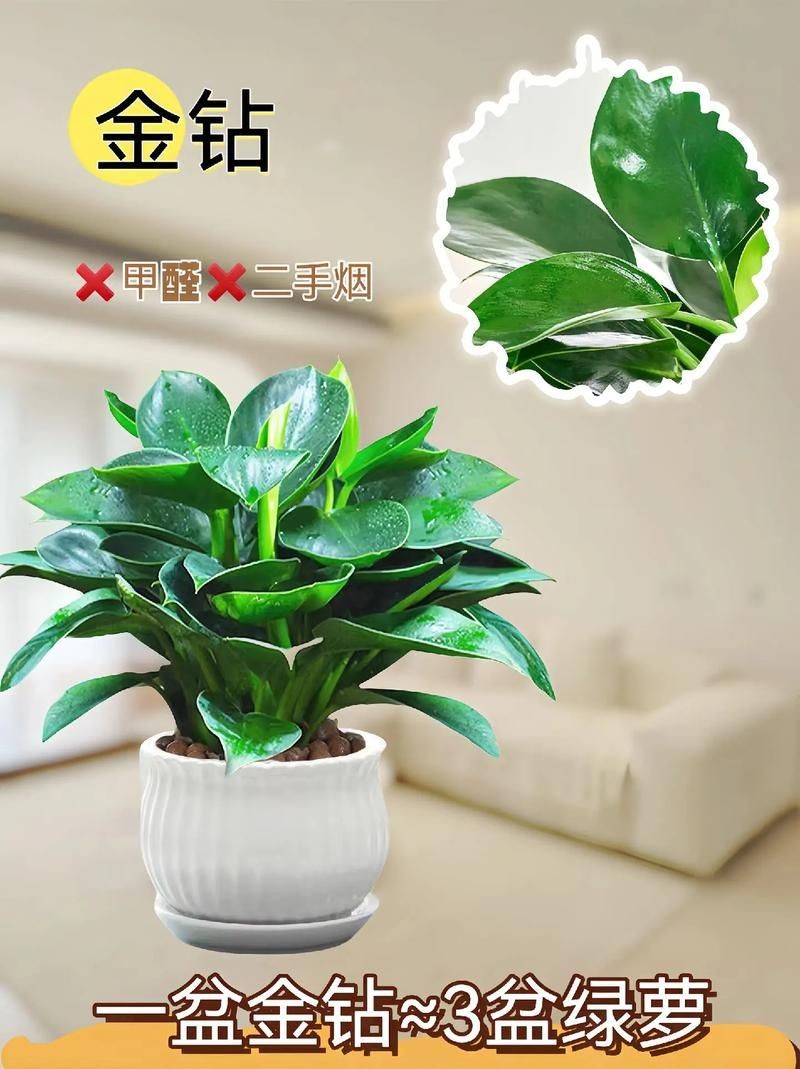 金鉆圖片大全：*《金鉆圖片大全》*海量高清視覺素材