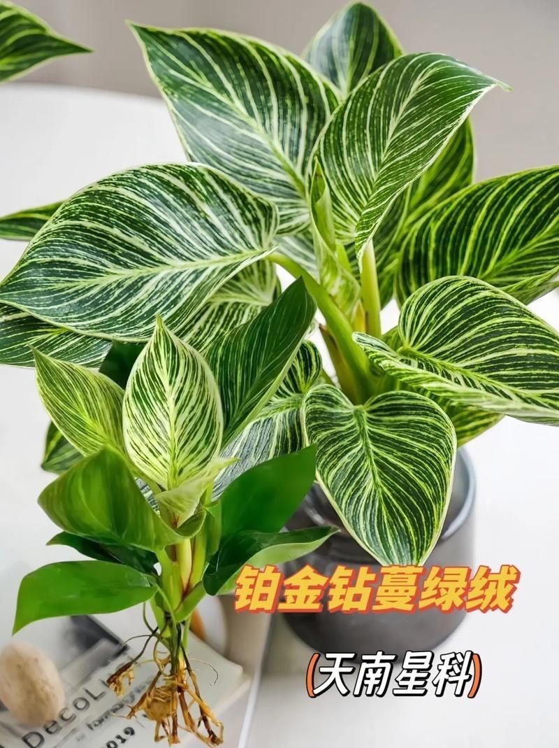 金鉆圖片大全：*《金鉆圖片大全》*海量高清視覺素材