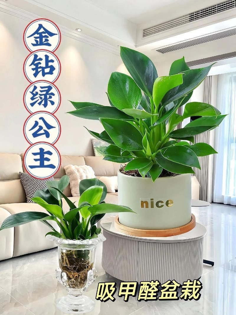 金鉆圖片大全：*《金鉆圖片大全》*海量高清視覺素材