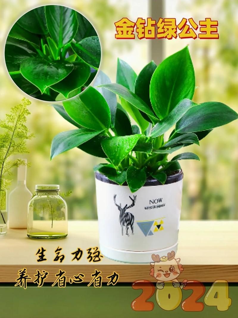 金鉆圖片大全：*《金鉆圖片大全》*海量高清視覺素材