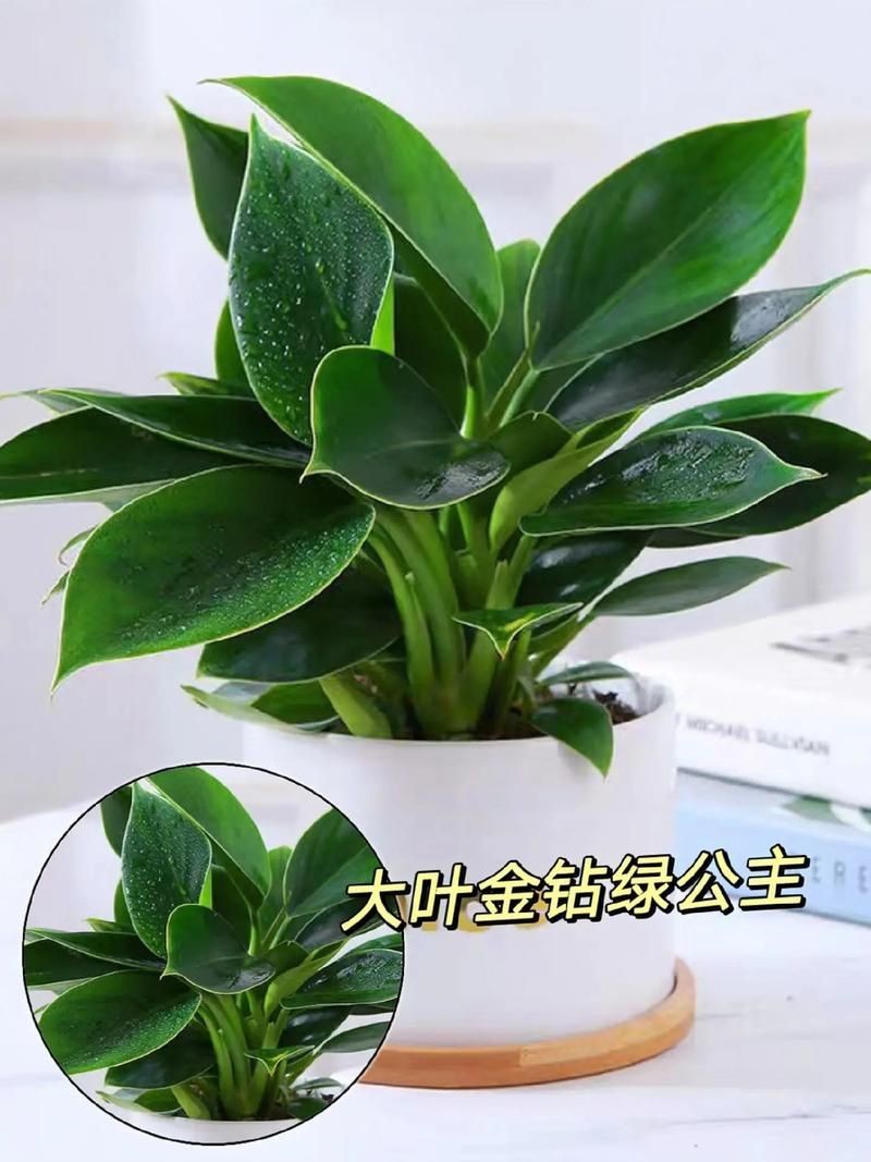金鉆圖片大全：*《金鉆圖片大全》*海量高清視覺素材