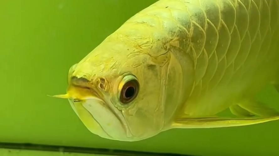 金頭過背金龍魚20厘米有多大圖片：如何快速區(qū)分金龍魚品質(zhì)