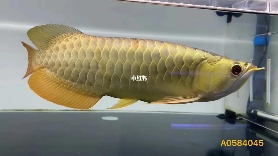 金頭過背金龍魚20厘米有多大圖片：如何快速區(qū)分金龍魚品質(zhì)