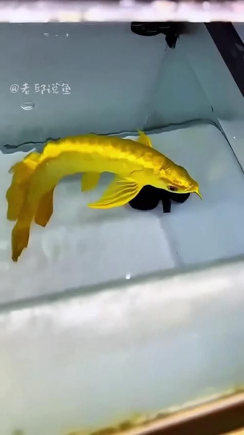 金頭過背金龍魚20厘米有多大圖片：如何快速區(qū)分金龍魚品質(zhì)
