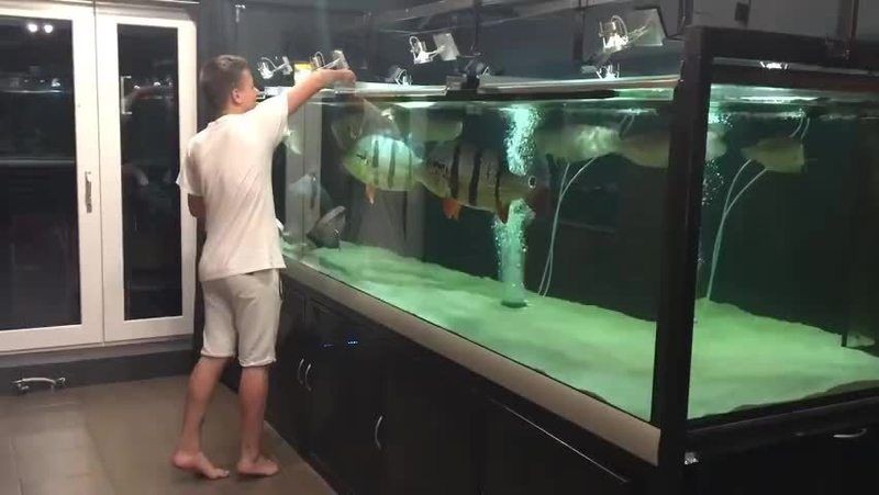 皇冠三間魚一年能長多大：皇冠三間魚在一年內達到了近30厘米7,生長速度受多種因素制約
