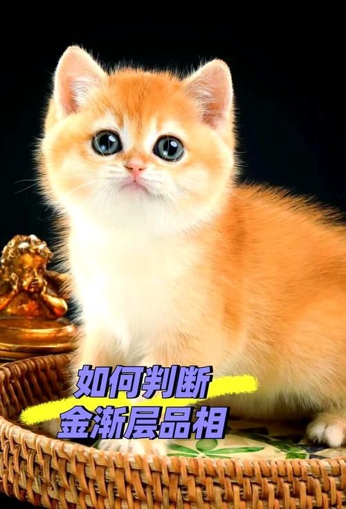 金色的小貓圖片：《金色的小貓圖片》
