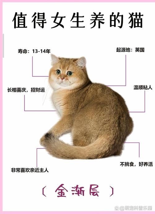 金色的小貓圖片：《金色的小貓圖片》