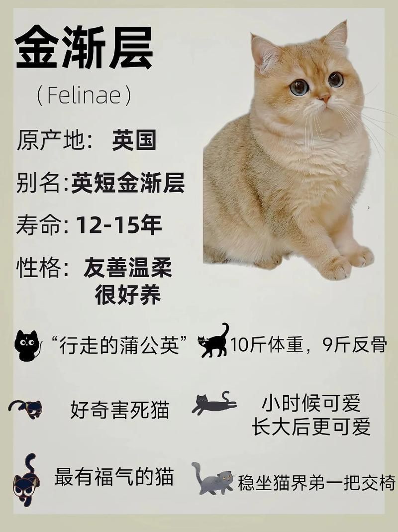 金色的小貓圖片：《金色的小貓圖片》