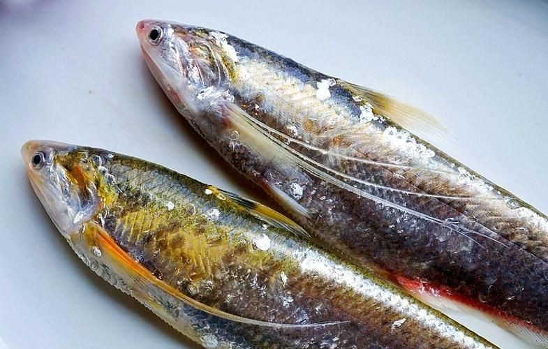 江刀和海刀圖片對比：“江刀”與“海刀”在形態特征上的顯著差異
