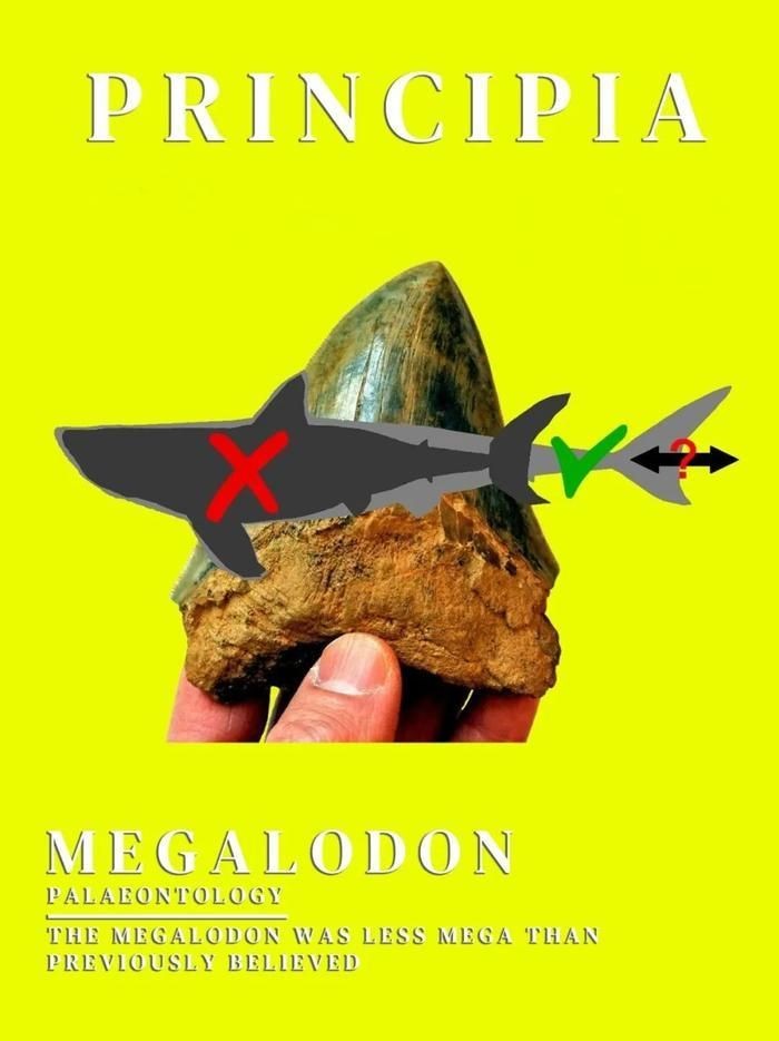 巨齒鯊vs食人魔：《巨齒鯊》深海再現(xiàn)食人巨怪陶志波柯爾特巨齒鯊與大白鯊有何區(qū)別