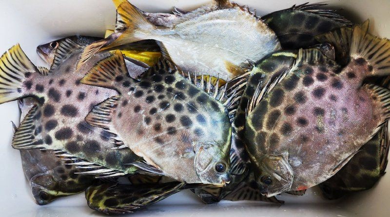 廣東金鼓魚：廣東金鼓魚在廣東沿海有毒性特征要求捕撈和處理過程需特別謹慎