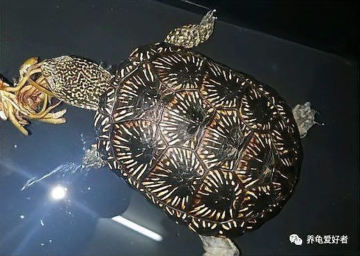 金色豬鼻龜最害怕三個東西：金色豬鼻龜害怕的三大威脅因素