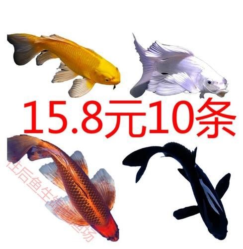 極品龍鳳黑錦鯉圖片：aipharow純種黑色龍鳳錦鯉高清圖片展示
