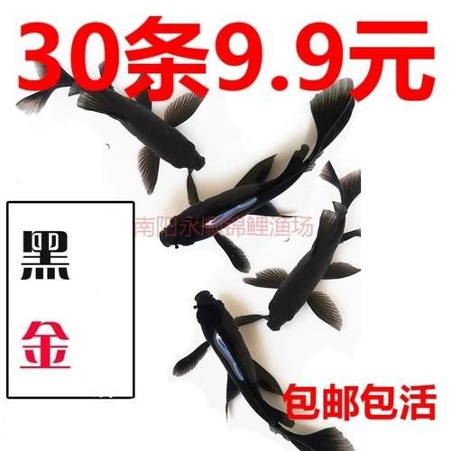 極品龍鳳黑錦鯉圖片：aipharow純種黑色龍鳳錦鯉高清圖片展示