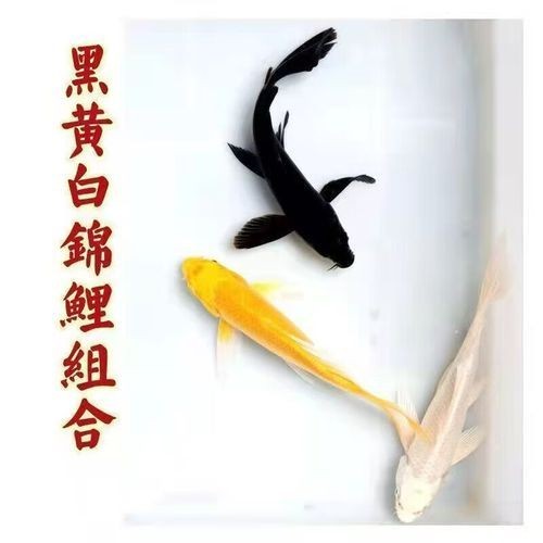 極品龍鳳黑錦鯉圖片：aipharow純種黑色龍鳳錦鯉高清圖片展示