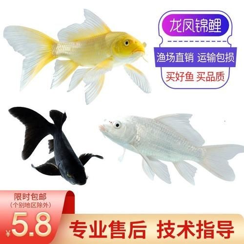 極品龍鳳黑錦鯉圖片：aipharow純種黑色龍鳳錦鯉高清圖片展示