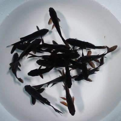 極品龍鳳黑錦鯉圖片：aipharow純種黑色龍鳳錦鯉高清圖片展示